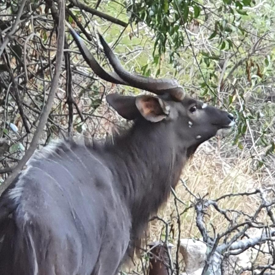 Ekuthuleni River Front Chalets Maruleng Bagian luar foto